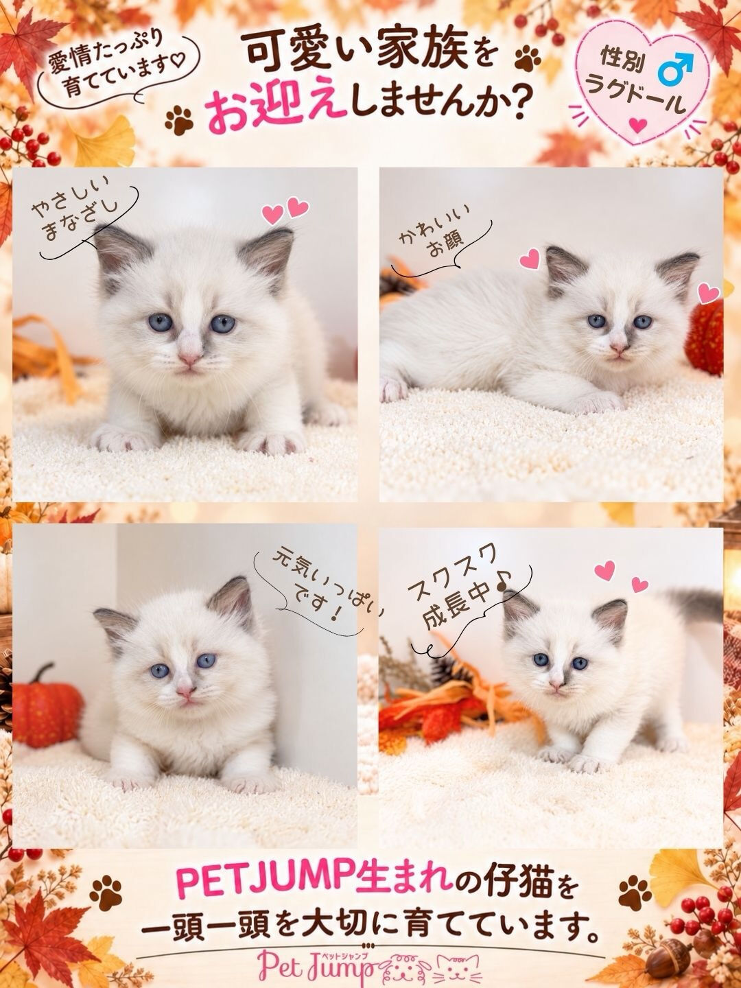 🐱💗 家族募集中 💗🐱