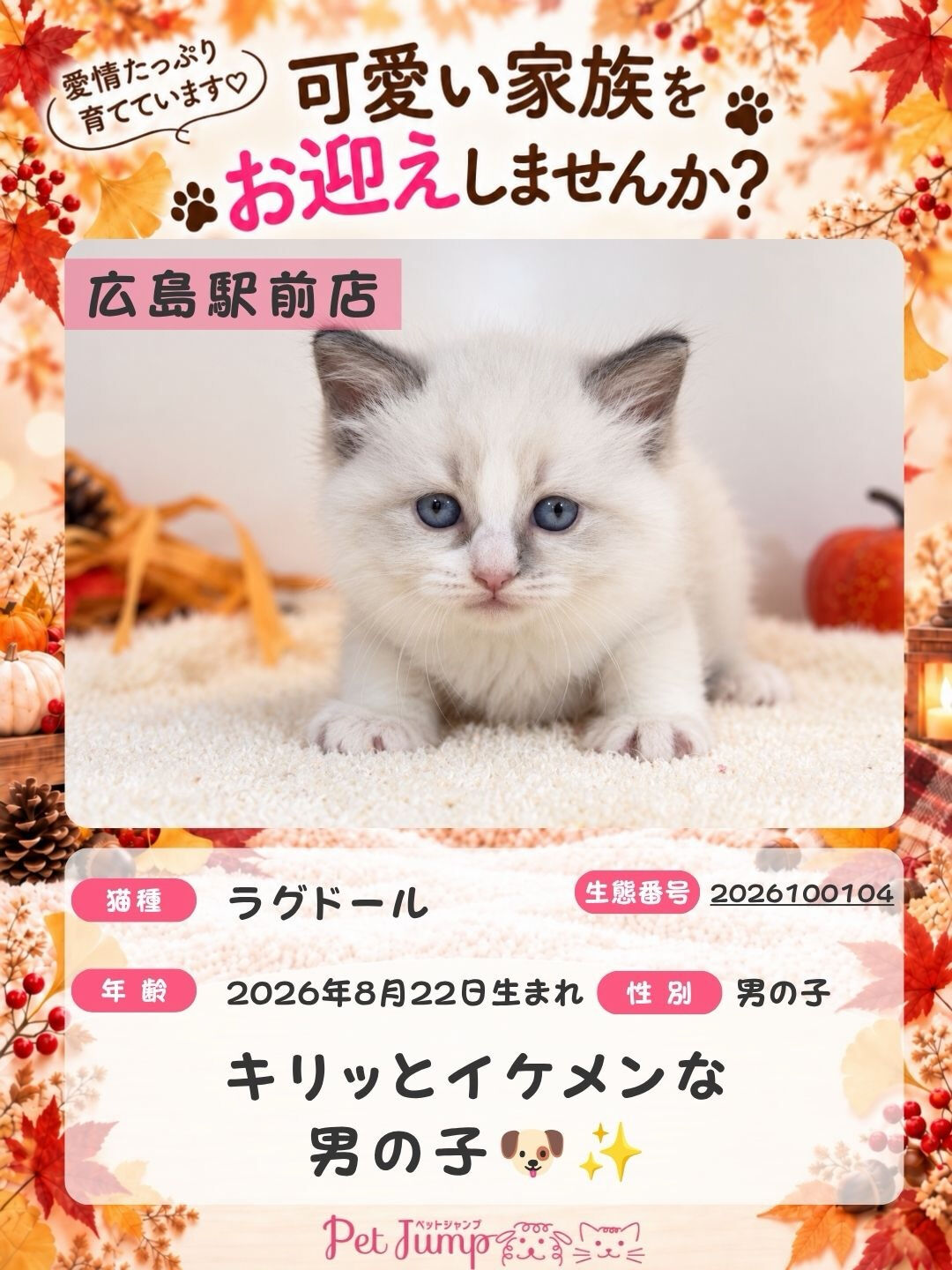 🐱💗 家族募集中 💗🐱