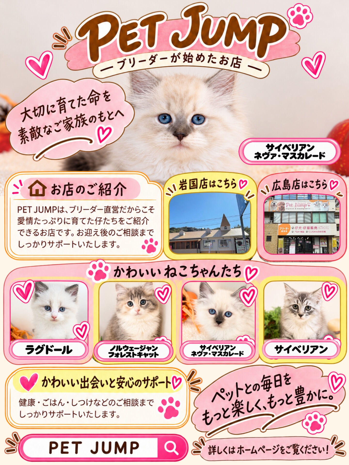 🐾 PET JUMPのかわいいねこちゃんたち 🐾