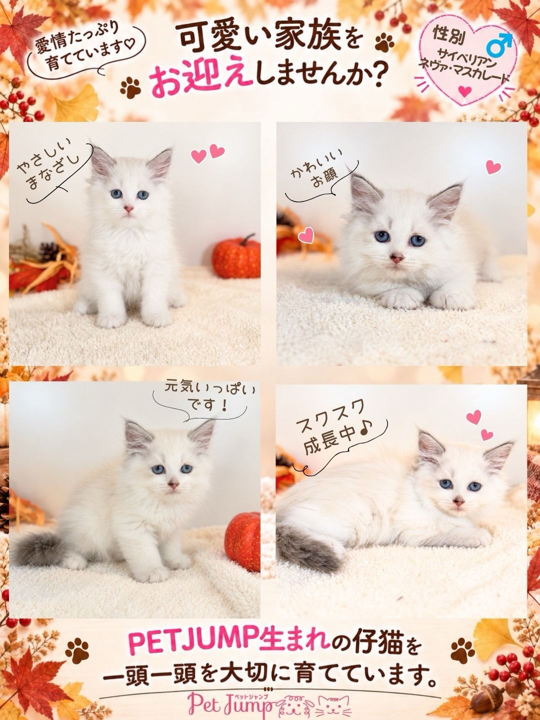 🐱💗 家族募集中 💗🐱