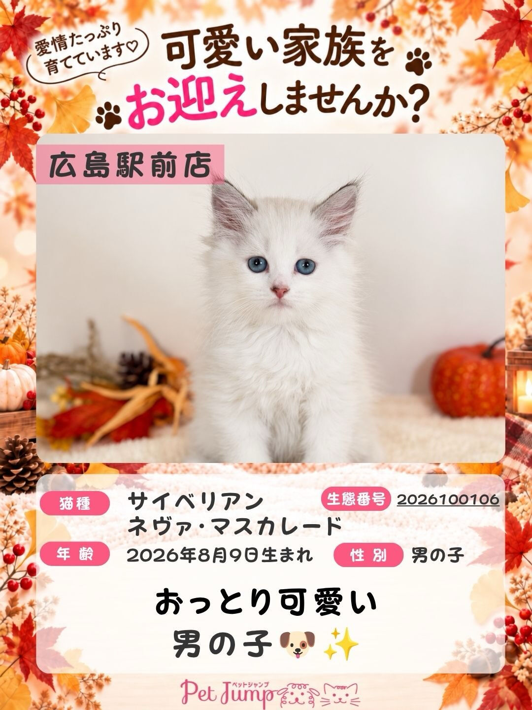 🐱💗 家族募集中 💗🐱