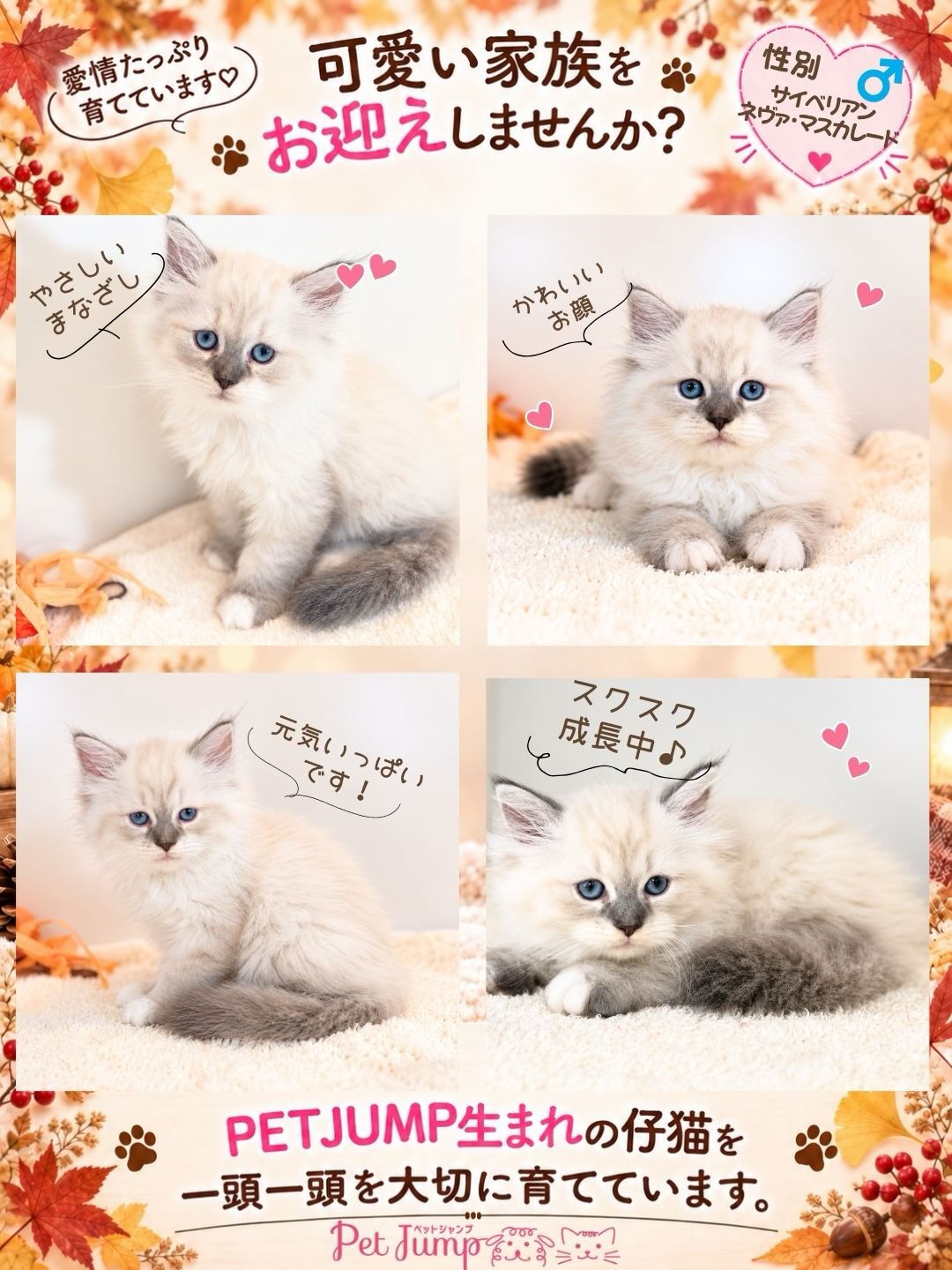 🐱💗 家族募集中 💗🐱