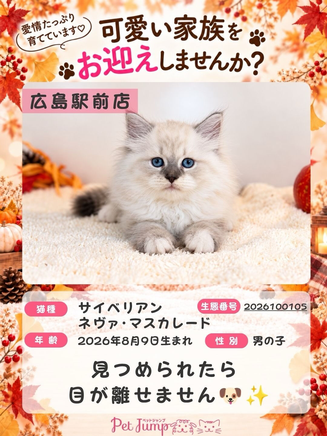 🐱💗 家族募集中 💗🐱