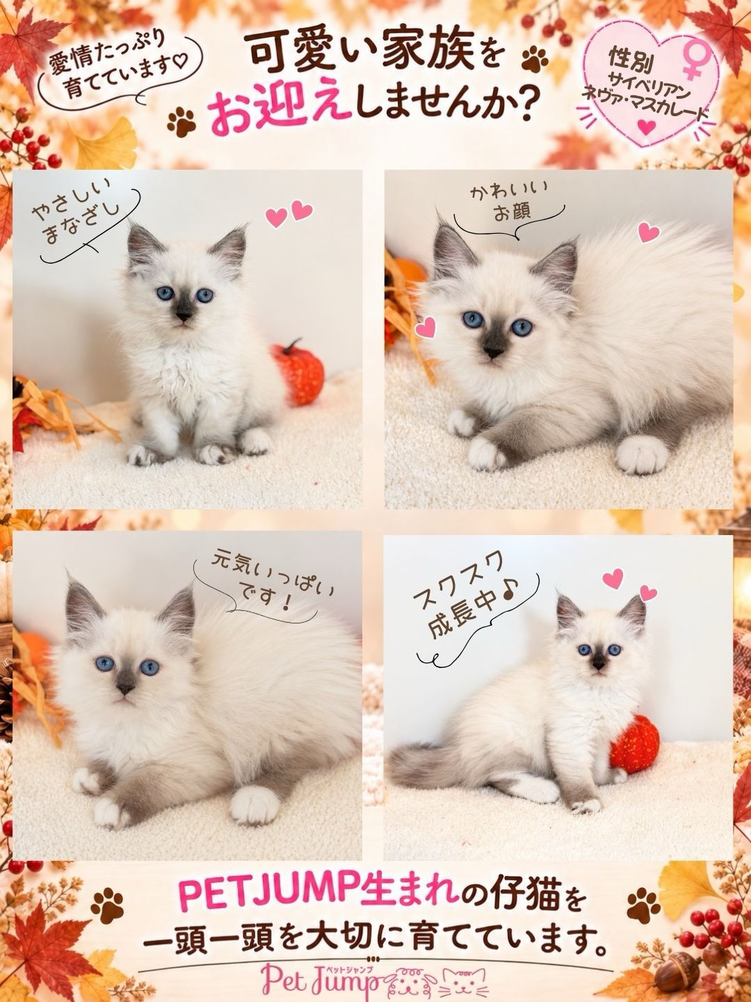 🐱💗 家族募集中 💗🐱