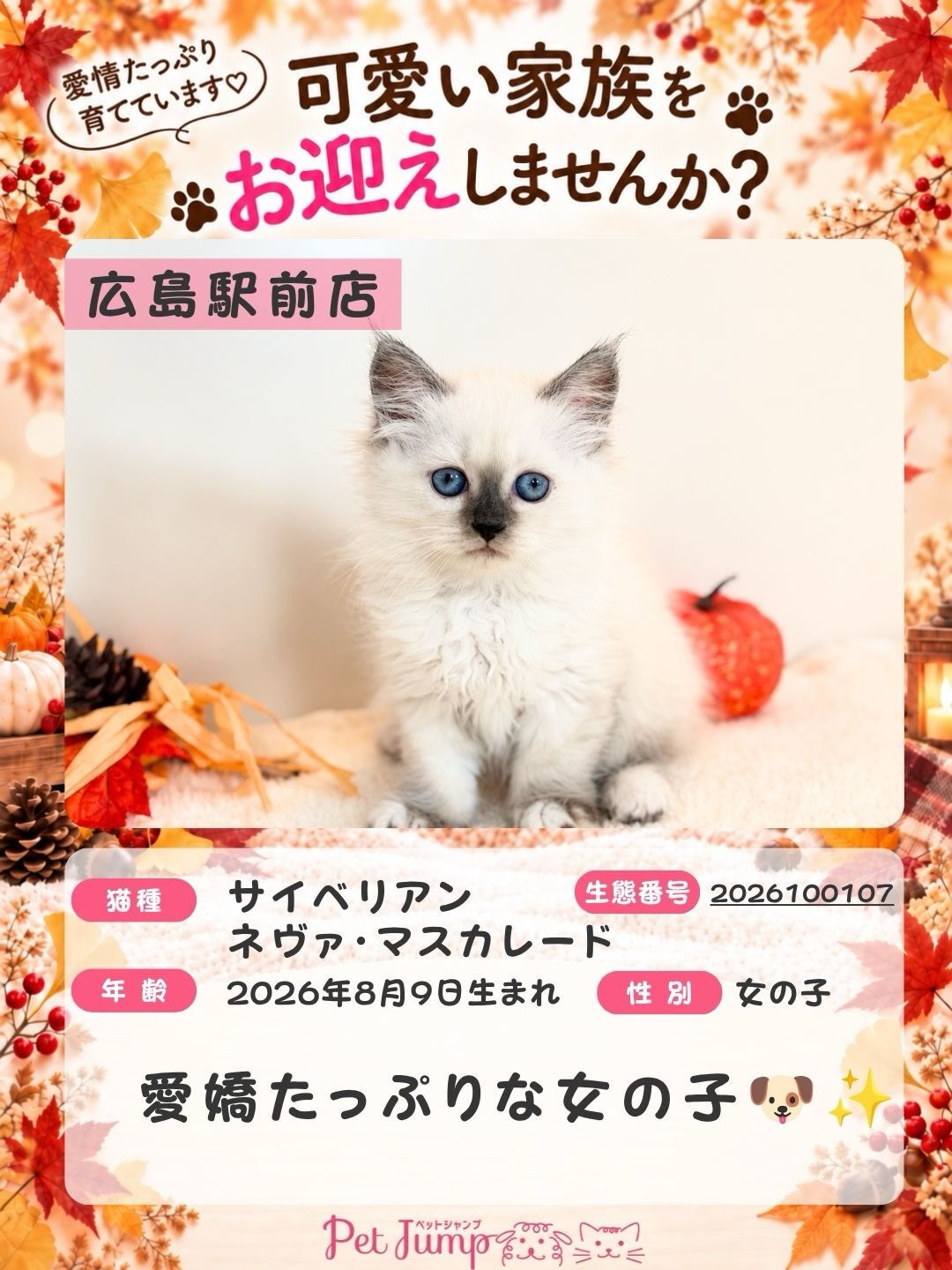 🐱💗 家族募集中 💗🐱