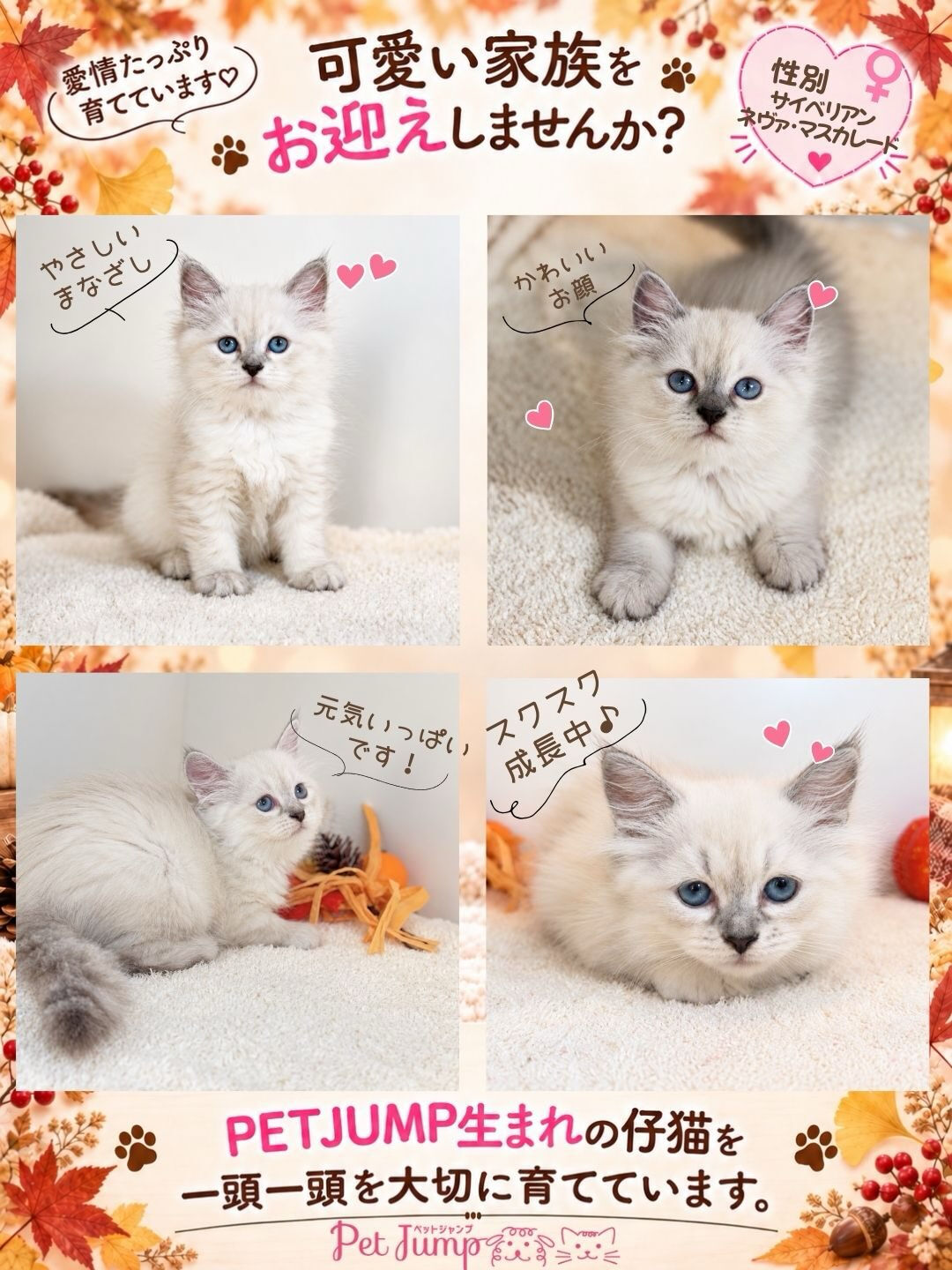 🐱💗 家族募集中 💗🐱