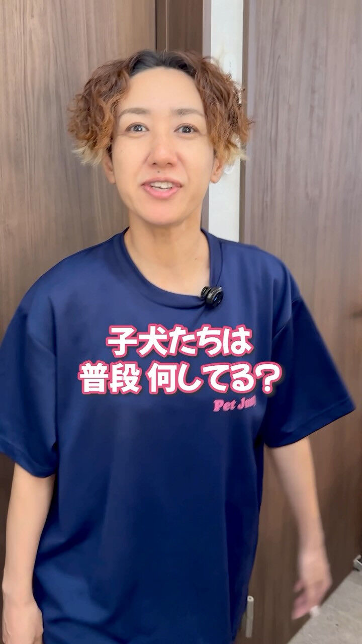 🐶 PetJumpのワンちゃんたちの日常🐾