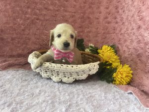 ご家族が決まりました。