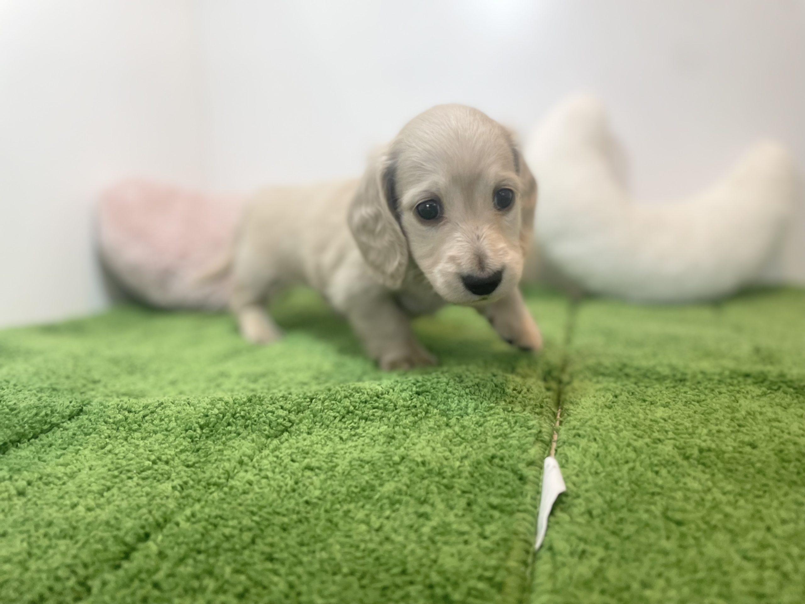 ご家族が決まりました。61701 – 広島県・山口県のブリーダーがはじめた仔犬のペットショップ Pet Jump（ペットジャンプ）