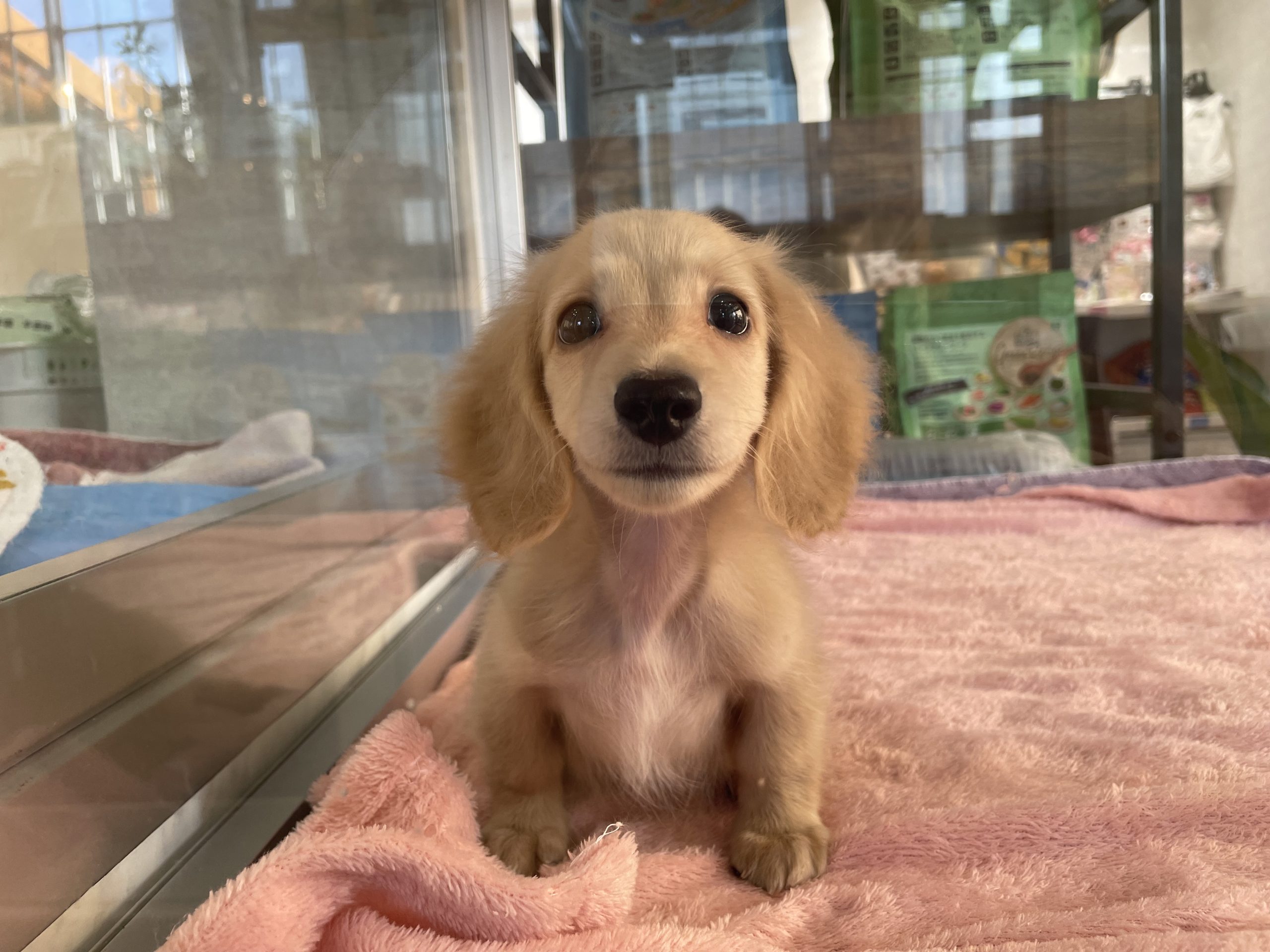 広島 岩国 72701 – 広島県・山口県のブリーダーがはじめた仔犬のペットショップ Pet Jump（ペットジャンプ）