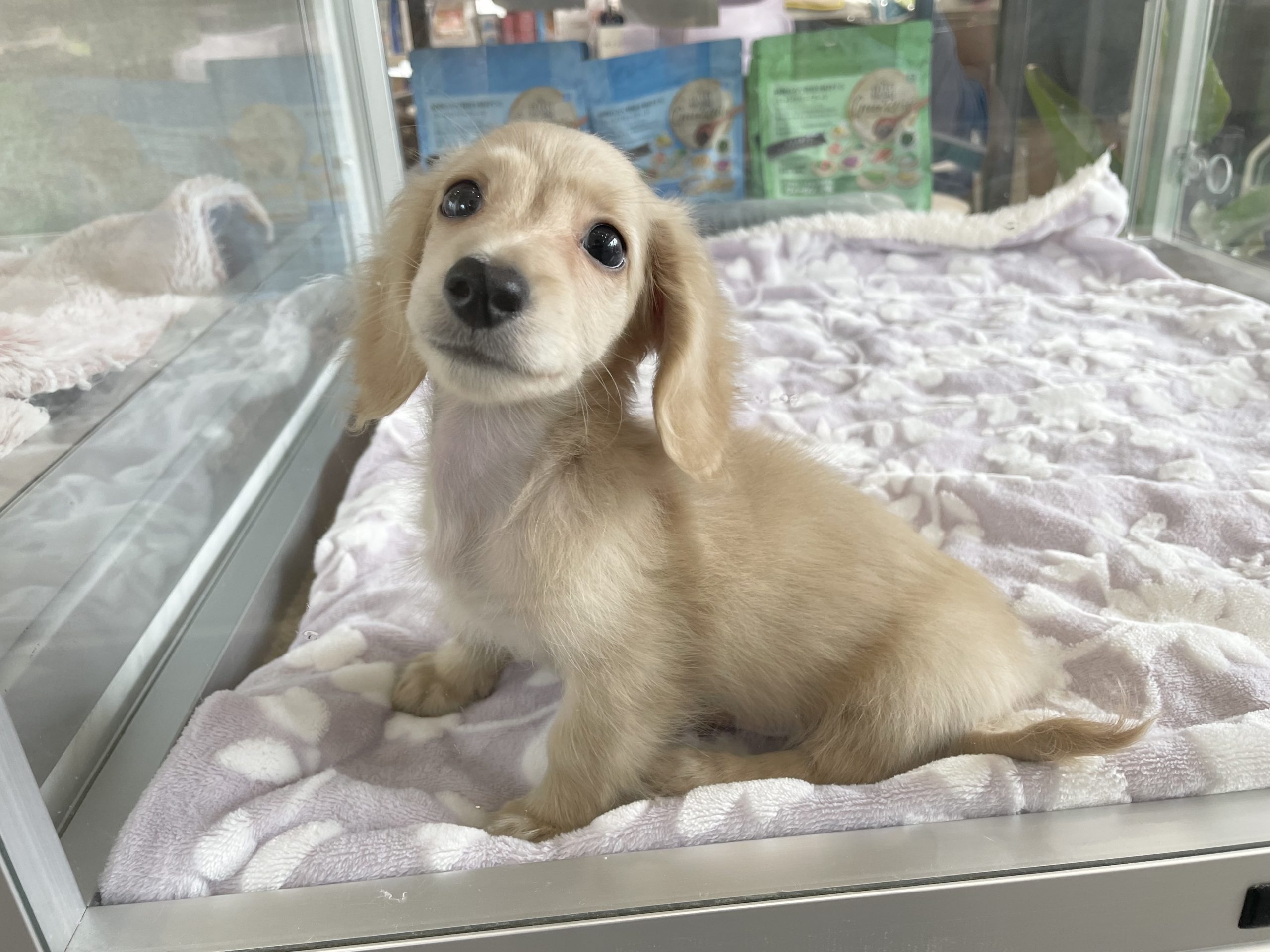 広島 岩国 72701 – 広島県・山口県のブリーダーがはじめた仔犬のペットショップ Pet Jump（ペットジャンプ）