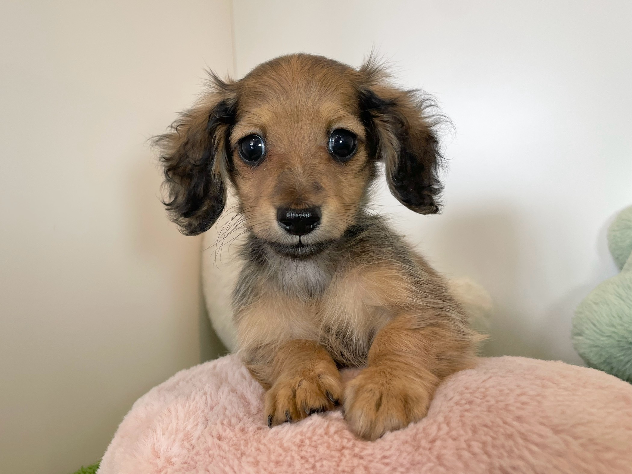 ご家族が決まりました。 80301 – 広島県・山口県のブリーダーがはじめた仔犬のペットショップ Pet Jump（ペットジャンプ）