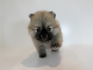 ご家族が決まりました。　61203