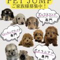 プードル専門　ダックスフンド専門　ポメラニアン専門※他にもマルプー・チワプーなどのミックス犬もブリーディング