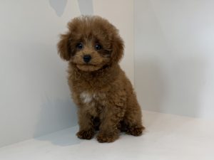 ご家族様が決まりました。　72201