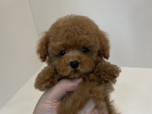 ご家族様が決まりました　72203