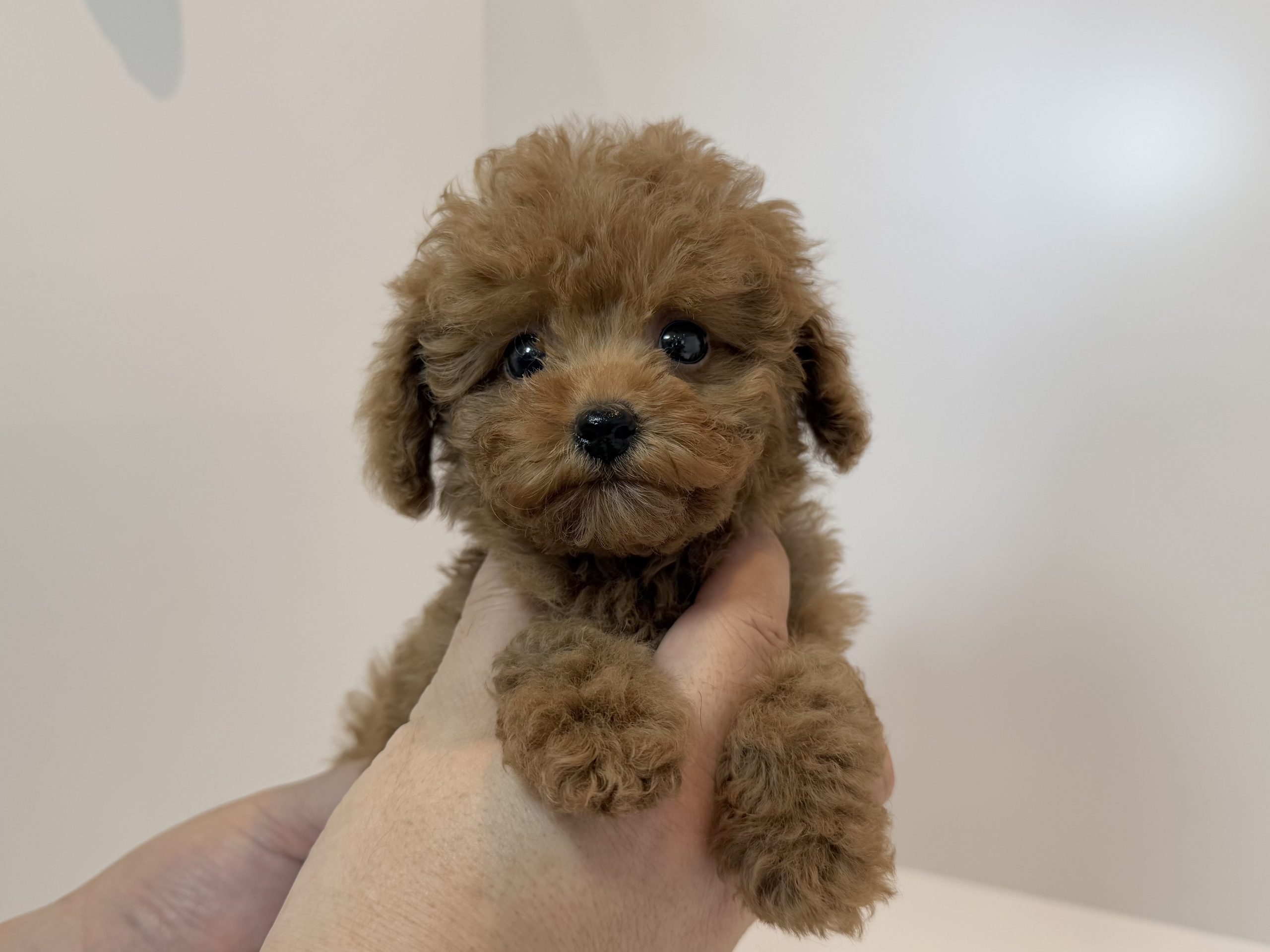 チサキ いぬ、プードル 広島駅前店 72108 – 広島県・山口県のブリーダーがはじめた仔犬