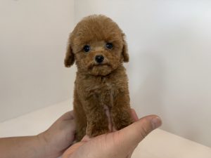 ご家族様が決まりました。　72204