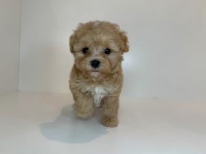 ご家族様が決まりました。　82104