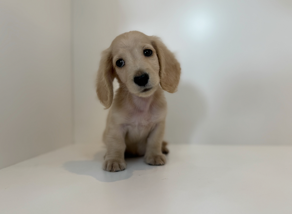 日本犬 ZXK 1:6 スケール日本の秋田犬ペットフィギュア癒し動物