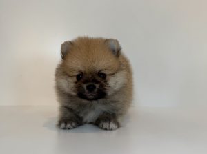 ご家族様が決まりました。　82401