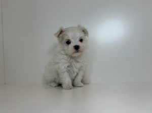 image_2_1