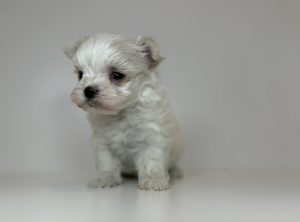 image_2_2