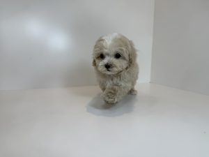 image_2_2