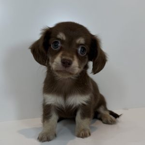 ご家族様が決まりました。　100803