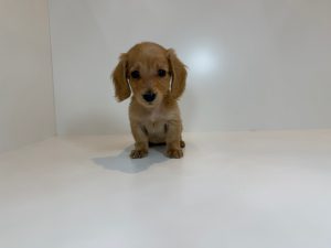 ご家族が決まりました。　100807