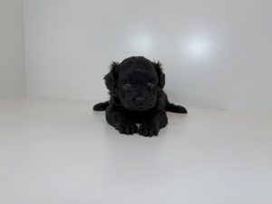 ご家族様が決まりました。　100902