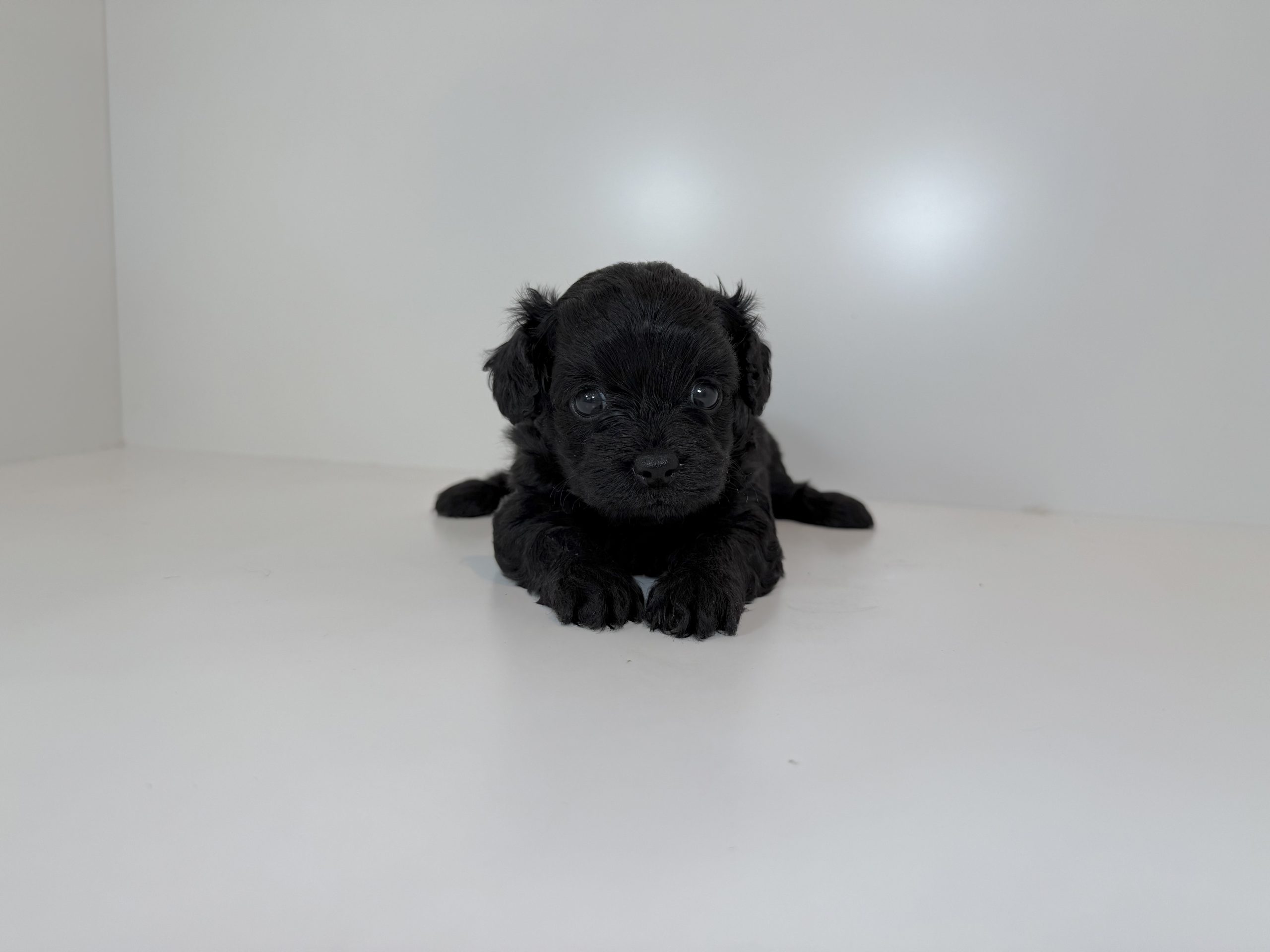 ご家族様が決まりました。　100902