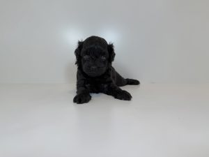 ご家族が決まりました。　100901