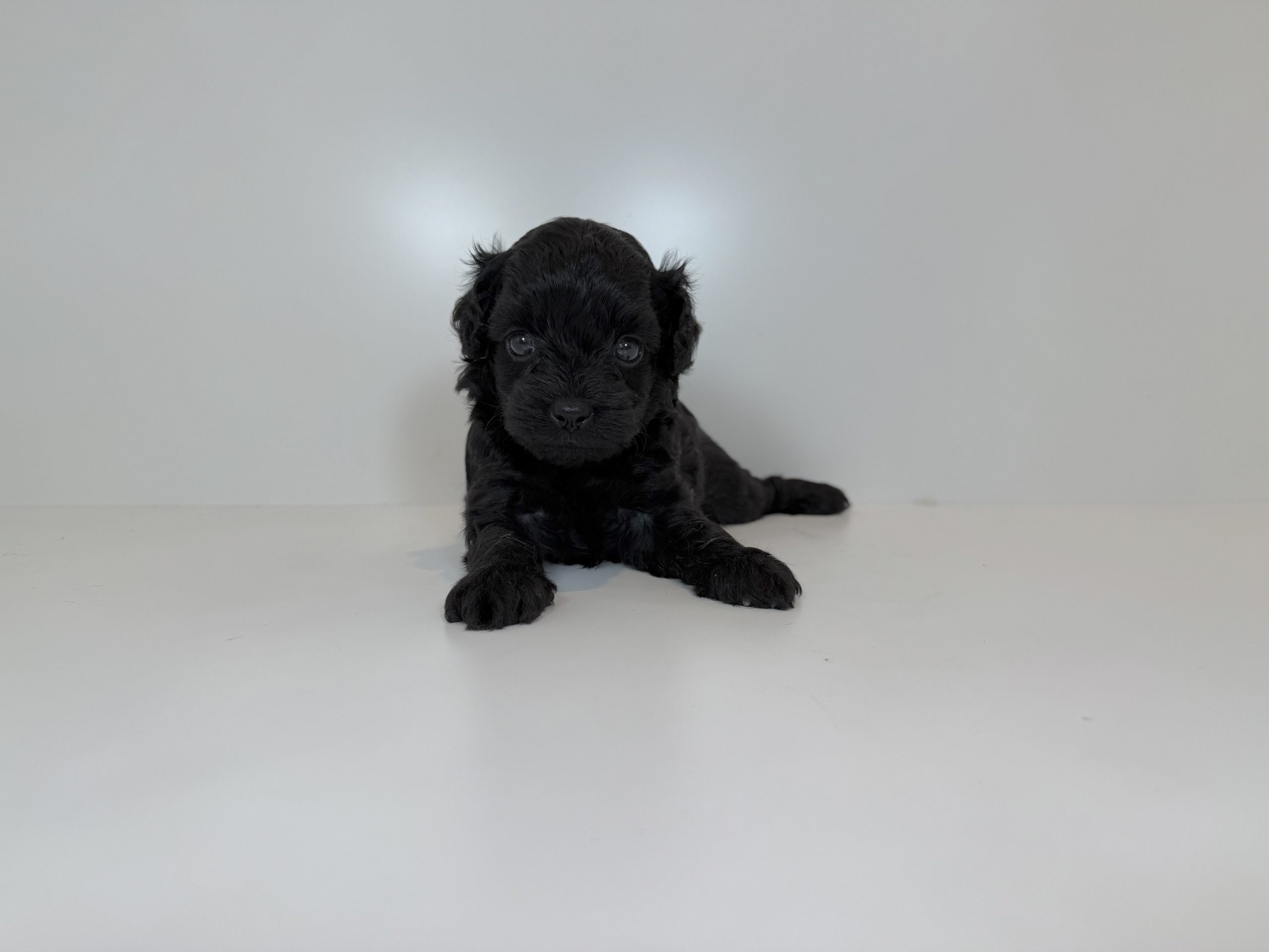 ご家族が決まりました。　100901