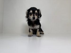 ご家族様が決まりました。　102301