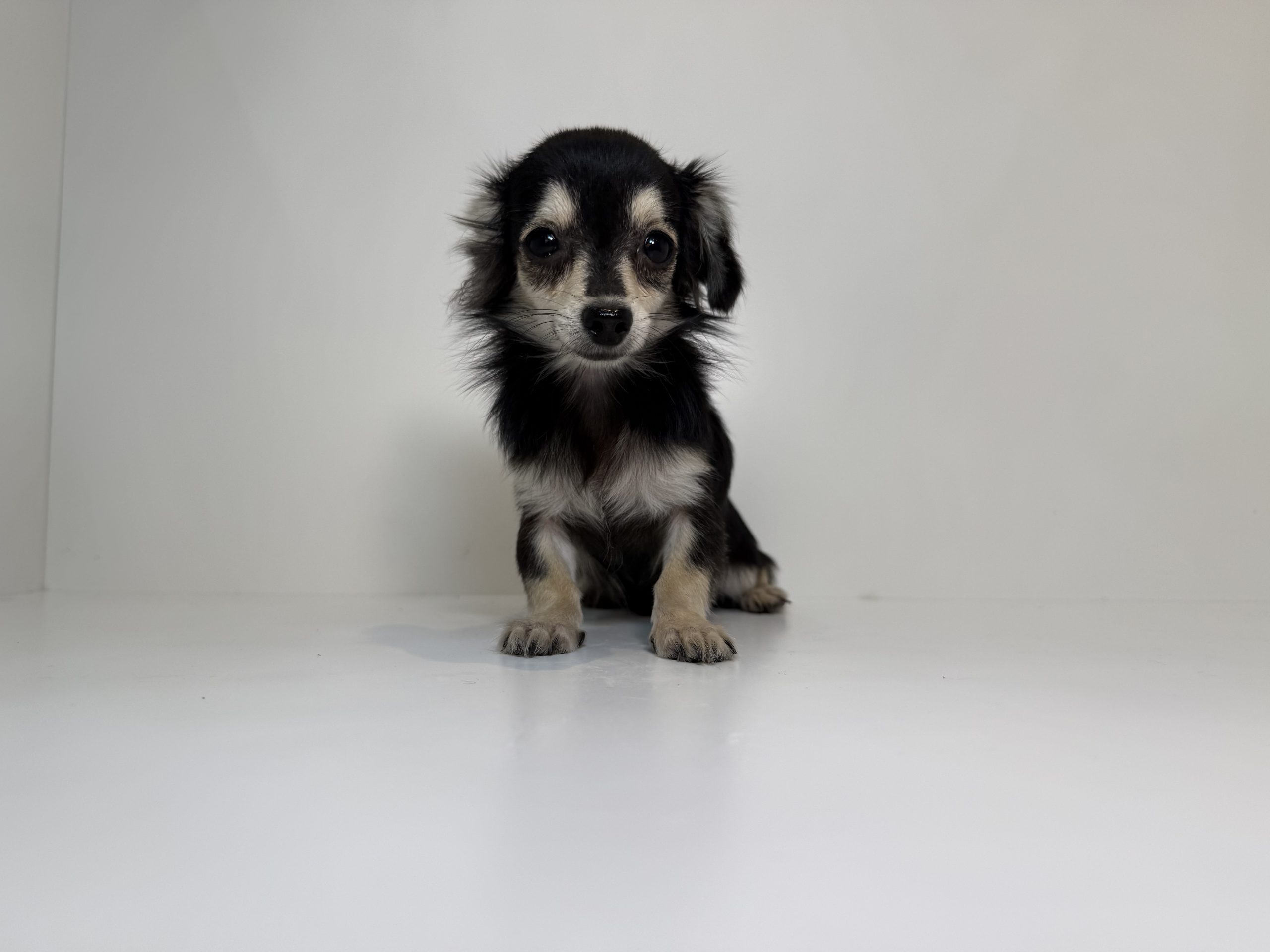 ご家族様が決まりました。 102301