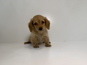 ご家族が決まりました。　101603