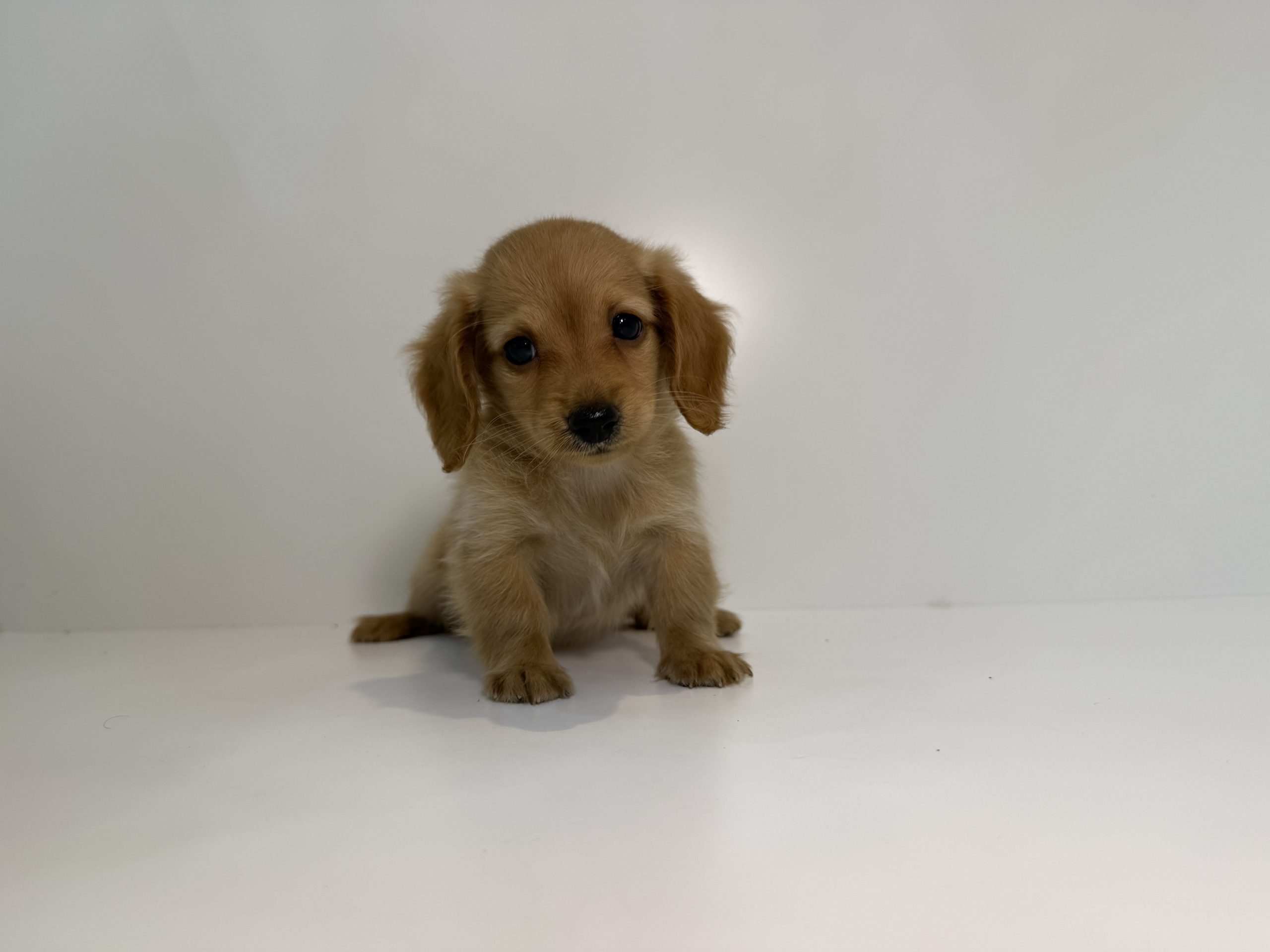 ご家族が決まりました。　101603