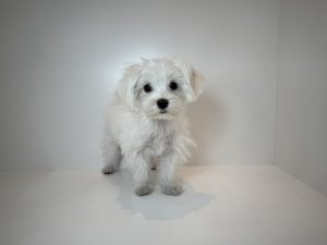 広島駅前店　80604