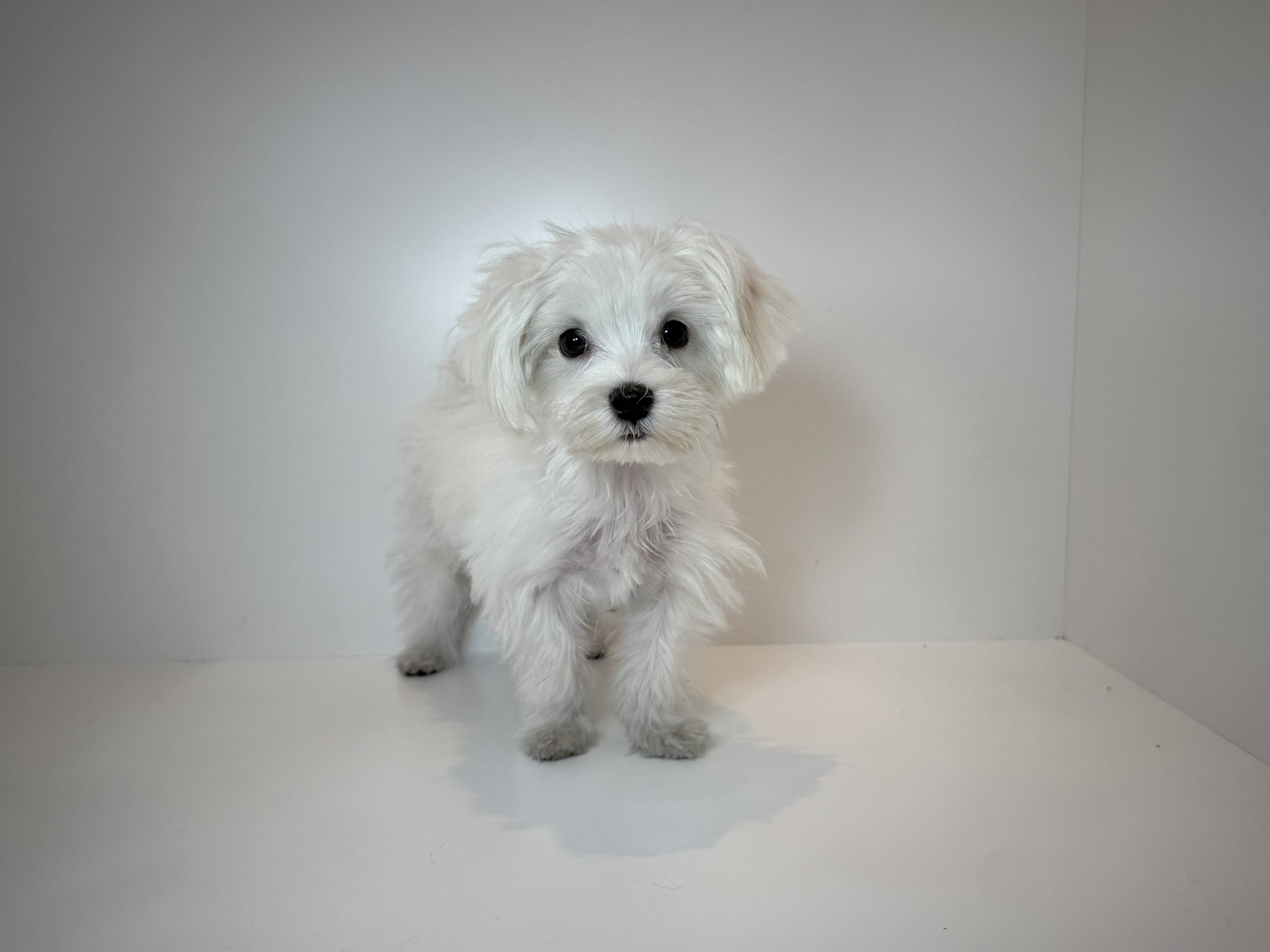 広島駅前店　80604