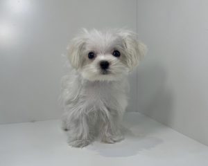 広島駅前店　80605