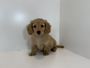 ご家族が決まりました。　112401