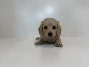 ご家族が決まりました　112403