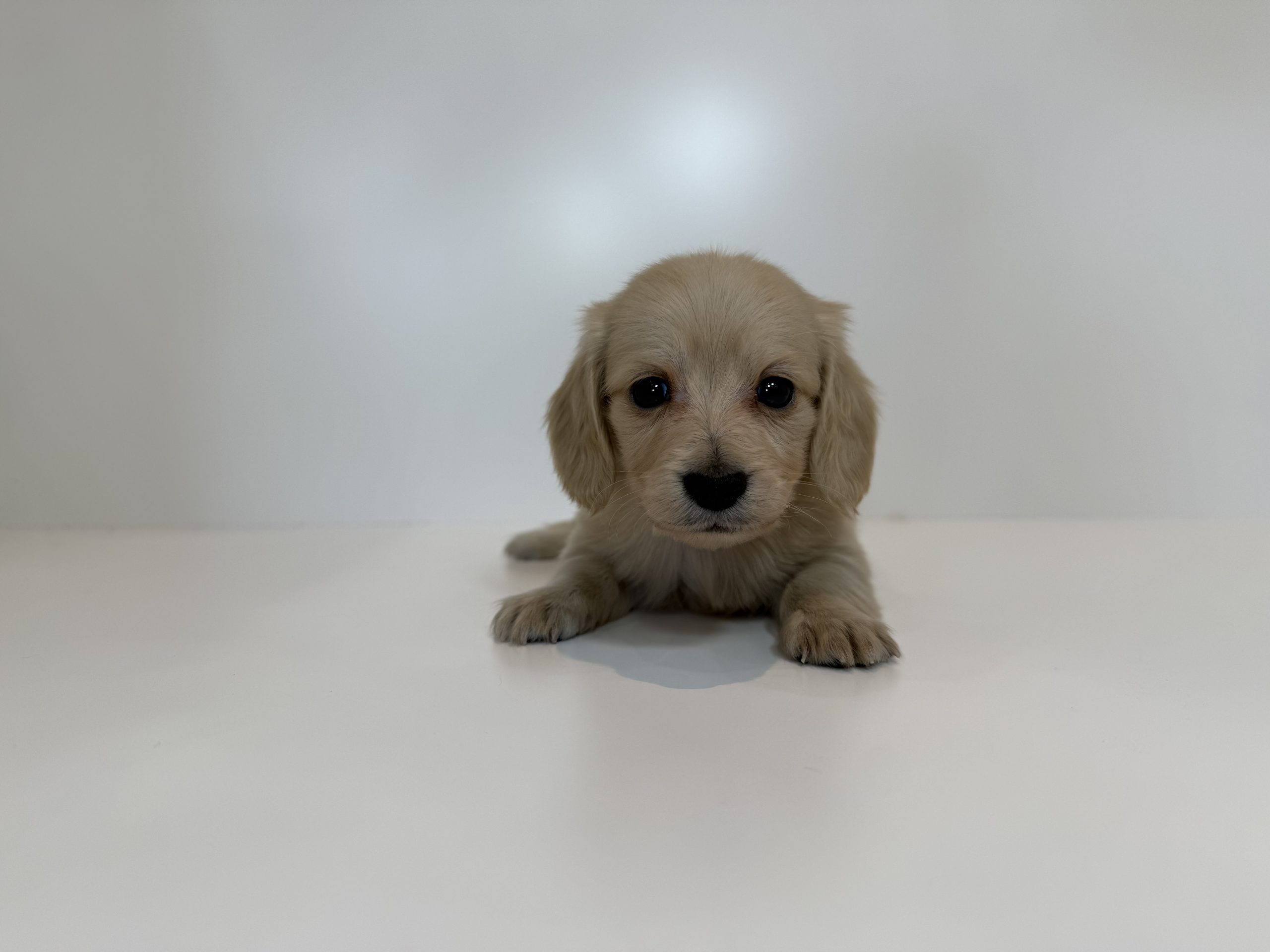 ご家族が決まりました 112403