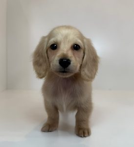 ご家族様が決まりました。　112402