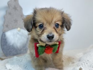 ご家族様が決まりました。　121804